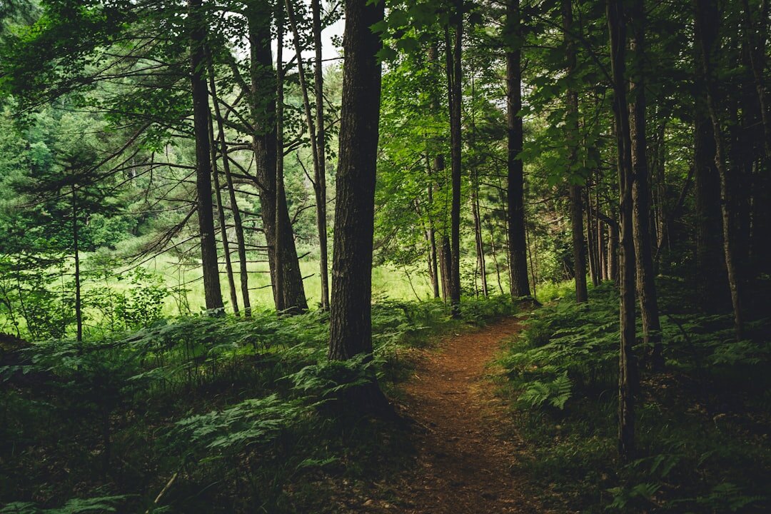 hidden forest trail