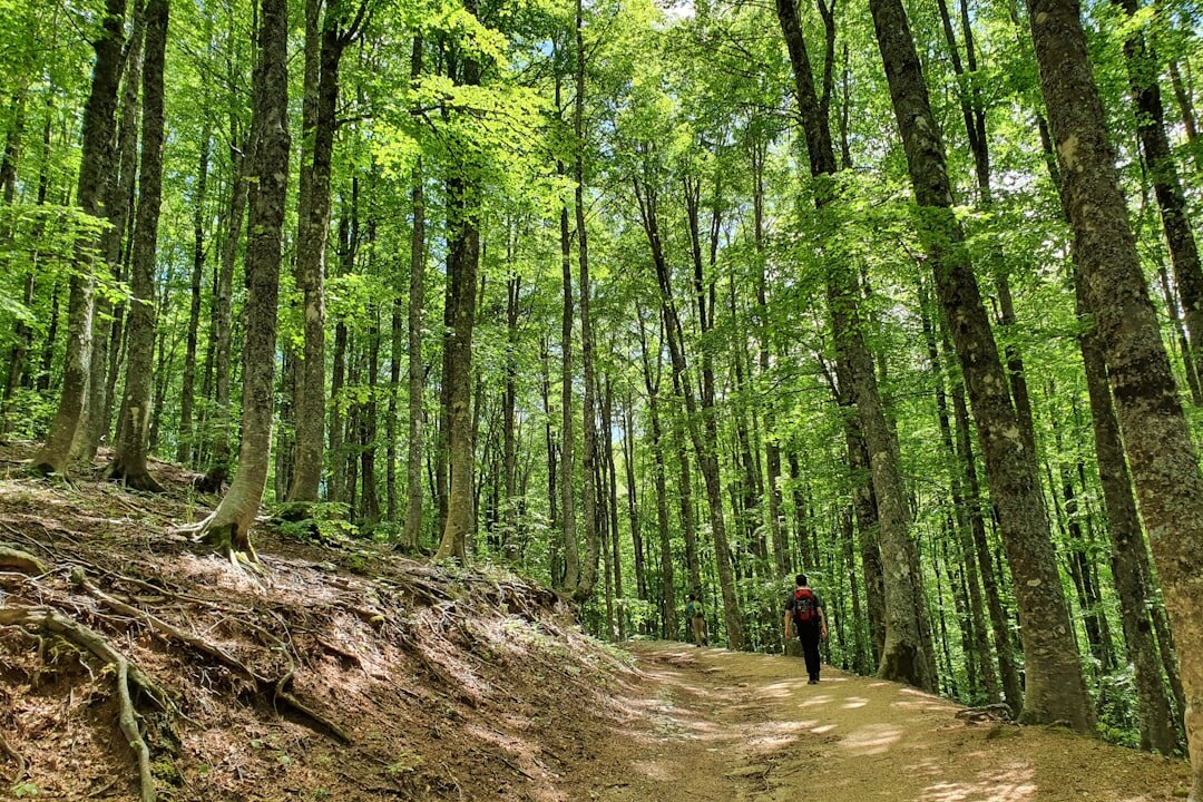 hidden forest trail